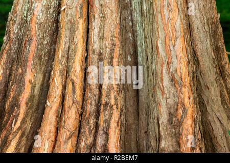 Teich Cypress Tree (Taxodium distichum ascendens) Baumstamm Rinde closeup - Topeekeegee Yugnee Park, Hollywood, Florida, USA Stockfoto