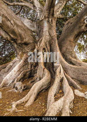 Immense wellig Wurzeln der Moreton Bay Bild in Santa Barbara, Kalifornien Stockfoto