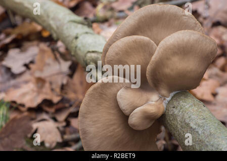 Oyster mushroom (Pleurotus ostreatus) auf Baum Makro selektiven Fokus Stockfoto