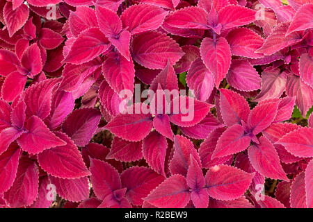 "Redhead" coleus (Plectranthus scutellarioides) - Pembroke Pines, Florida, USA Stockfoto