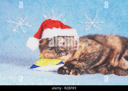 Wenig schildpatt Kitten tragen Santa's Hut auf dem Kopfkissen schlafen Stockfoto