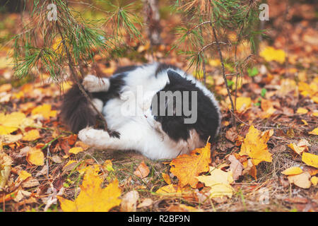 Schwarze und weiße Katze lag auf die Blätter im Herbst Wald. Cat das Leben genießen Stockfoto