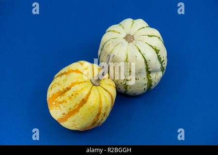 Zweifarbiger gesprenkelte Runde dekorative Kürbisse oder Kürbisse in Weiß und Orange auf einem blauen Hintergrund mit Kopie Raum symbolisch für den Herbst und Stockfoto