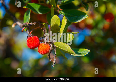 Arbutus Früchte. Stockfoto