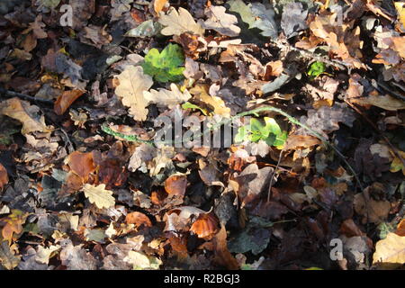 Blätter zerlegen auf Waldboden im Britischen Woodland in Yorkshire, Großbritannien Stockfoto
