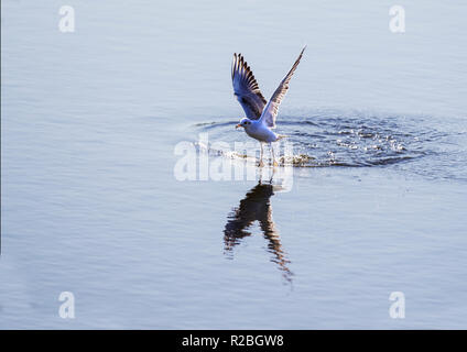 Einzelne schwarze Spitze Gull Chroicocephalus ridibundus in die Luft von einem ruhigen See und Wellen auf dem Wasser Stockfoto