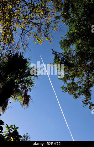 Ein Flugzeug Kondensstreifen zwischen den Bäumen. Stockfoto