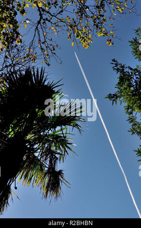 Ein Flugzeug Kondensstreifen zwischen den Bäumen. Stockfoto