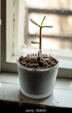 Vertikale Nahaufnahme von einem kleinen Glück sukkulente Pflanze mit grünen Blättern wachsen in einem Glas Topf mit organischen, natürlichen Boden in einer ländlichen, vintage Fenster Stockfoto