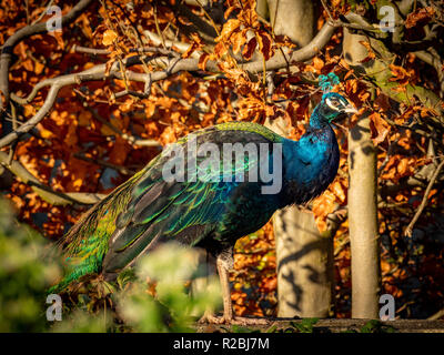 Pfau Stockfoto