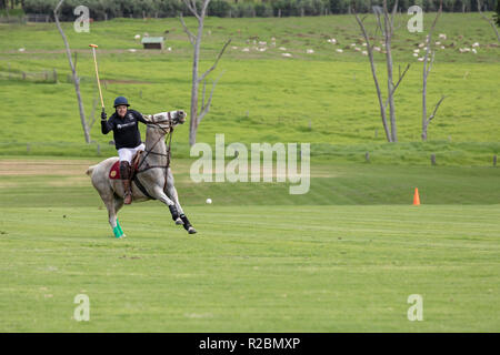 Waikii, Hawaii - der Mauna Kea Polo Club spielt Polo Sonntag nachmittags auf den Pisten des ruhenden Vulkan Mauna Kea. Stockfoto