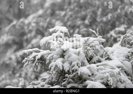 Der erste Schnee - Thuja Bäume im Wald von Schnee im Winter überdacht Stockfoto