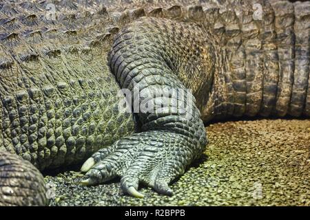 Krokodil Detail Nahaufnahme Stockfoto