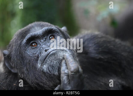 Eine dominierende männliche Gemeinsame Schimpanse (Pan troglodytes) entspannt nach einem Morgen auf Nahrungssuche. Kibale Forest Nationalpark, Uganda. Stockfoto