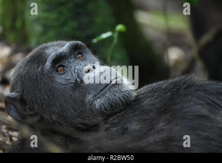 Eine dominierende männliche Gemeinsame Schimpanse (Pan troglodytes) entspannt nach einem Morgen auf Nahrungssuche. Kibale Forest Nationalpark, Uganda. Stockfoto