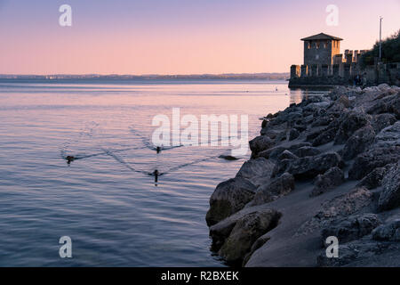 Gardasee Blick von Sirmione, mit warmen Sonnenuntergang und den Turm der Scaliger Burg in der Ferne und drei Enten im Vordergrund, Italien Stockfoto