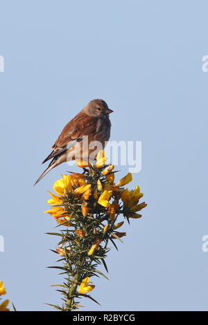 Nach Hänflinge Stockfoto