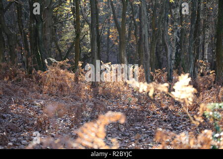 Sonnige Herbst Wald Clearing mit Bäumen Stockfoto