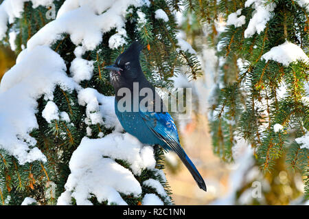 Ein horizontales Bild eines Stellers Jay (Cyanocitta stelleri), im Schnee auf einer grünen Spruce Tree Branch in ländlichen Alberta Kanada gehockt Stockfoto