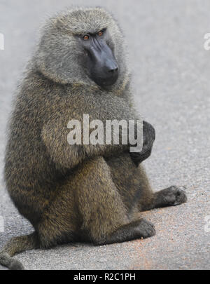 Eine dominierende männliche Olive Baboon (papio Anubis) sitzt auf der Kante einer Hauptstraße warten auf die Mitglieder seiner Truppe o aufholen. Kibale Forest National P Stockfoto