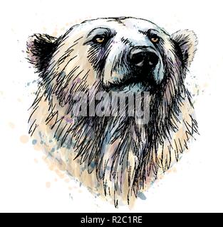 Porträt eines Eisbären Kopf aus einem Splash von Aquarell, hand Skizze gezeichnet Stock Vektor