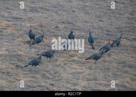 Eine Herde von wilden Truthähnen (Meleagris gallopavo) stehen in einem offenen Feld in einer der regionalen Parks in Kalifornien. Sie sind nicht in der Region. Stockfoto