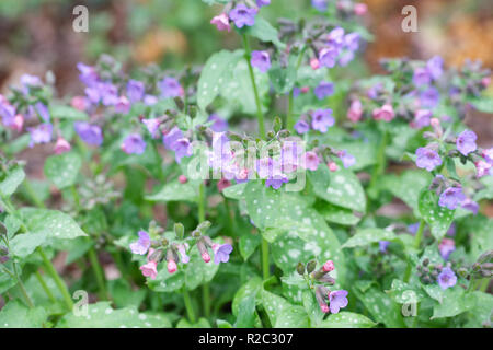 Pulmonaria officinalis Blumen im April. Stockfoto