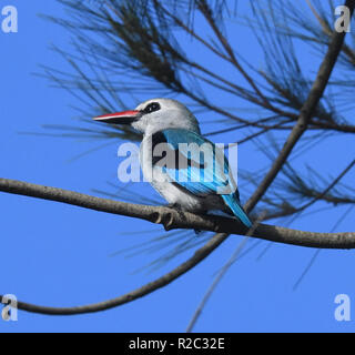 Ein Wald Kingfisher (Halcyon senegalensis) Sitzstangen in einem Baum neben den Viktoriasee. Entebbe, Uganda. Stockfoto