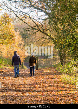 Mann und Frau paar Wandern im Herbst Sonnenschein durch die Wälder in der Landschaft von Cheshire England Großbritannien Stockfoto