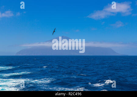 Tristan da Cunha, der am weitesten entfernten Insel, Süd Atlantik - Britisches Überseegebiet. Vulkan bedeckt mit Wolken und Möwe im Vordergrund. Stockfoto