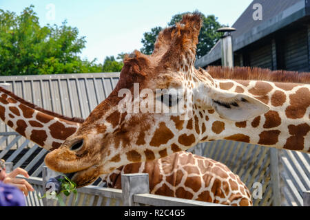 Colchester, Essex, Großbritannien - 27 Juli, 2018: Nahaufnahme von einer Giraffe Kopf mit seiner Zunge heraus. Schuß bei der Fütterung im Zoo. Stockfoto