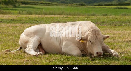 Stammbaum Charolais Bullen liegen im Sommer auf der Weide auf traditionellen Bio-Bauernhof in England, Großbritannien Stockfoto