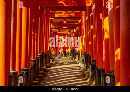 torii path in Fushimi Inari-taisha, kyoto, japan Stockfoto