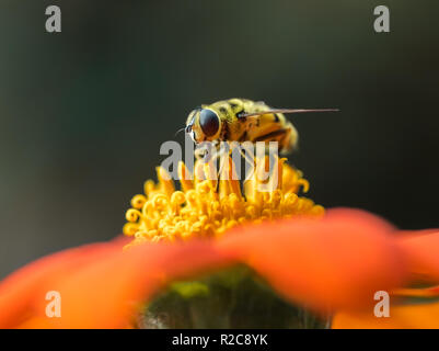 Ein Schweben, Fliegen oder Blume fliegen (Syrphid) Bestäubung eine orange Mexikanische Sonnenblume (Tithonia rotundifolia). Stockfoto