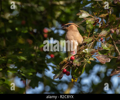 Eine Zeder (Waxwing Bombycilla cedrorum) in einem Weißdorn-Baum mit roten Beeren gehockt Stockfoto