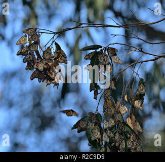 Monarch Butterfly an Natural Bridge State Beach Stockfoto