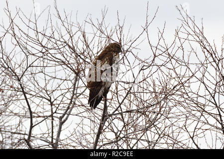 Hawk bei niedrigeren Klamath See Stockfoto