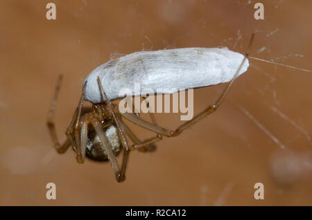 Gemeinsame Haus Spinne, Parasteatoda tepidariorum, weiblichen Fütterung auf Seide eingewickelt Beute Stockfoto