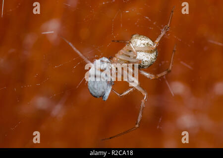 Gemeinsame Haus Spinne, Parasteatoda tepidariorum, weiblichen Fütterung auf Seide eingewickelt Beute Stockfoto