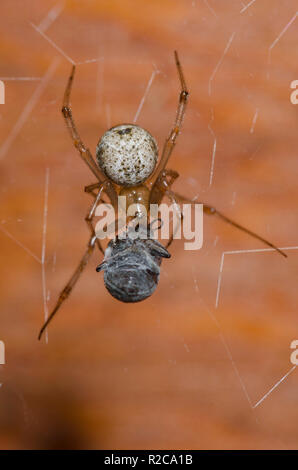 Gemeinsame Haus Spinne, Parasteatoda tepidariorum, weiblichen Fütterung auf Seide eingewickelt Beute Stockfoto