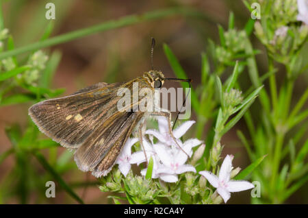 Northern Broken-Dash, Polites egeremet, Weibchen auf Strassblumen, Stenaria nigricans Stockfoto