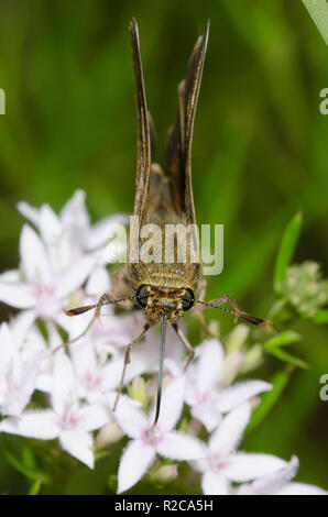 Northern Broken-Dash, Polites egeremet, Weibchen auf Strassblumen, Stenaria nigricans Stockfoto