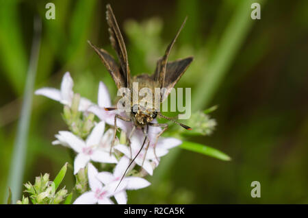 Northern Broken-Dash, Polites egeremet, Weibchen auf Strassblumen, Stenaria nigricans Stockfoto