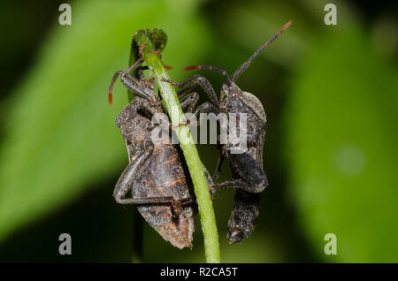 Leaf-footed Bugs, Piezogaster calcarator, männlich und weiblich Stockfoto