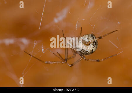 Gemeinsame Haus Spinne, Parasteatoda tepidariorum, Weiblich Stockfoto