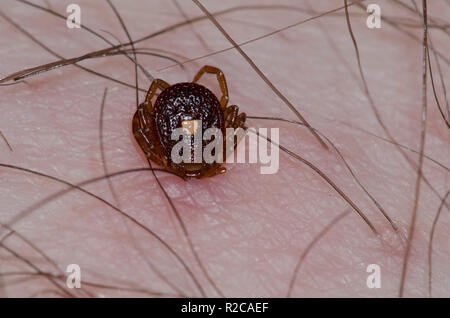 Lone Star Tick, Amblyomma americanum, weiblichen auf die menschliche Haut befestigt Stockfoto