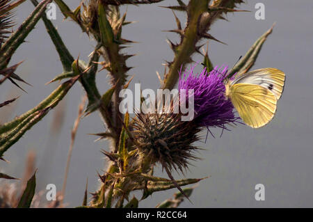 Kohlweißling auf Distel, hurworth Brennen Reservoir, helles Wasser Projekt, County Durham, England Großbritannien Stockfoto