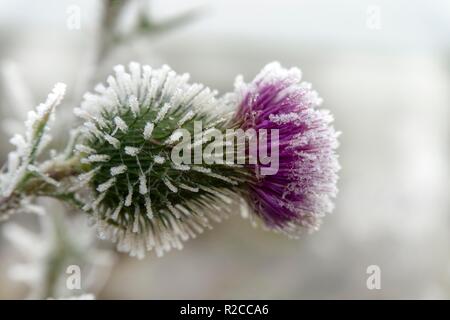 Frost bedeckt lila Distel Blume draußen wachsen im Winter in der Nähe zu Seitenansicht konzeptionelle von Wetter und Jahreszeiten Stockfoto