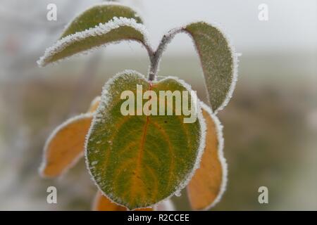 Frost bedeckt Bunte apple Blätter draußen wachsen im Winter in der Nähe zu Seitenansicht konzeptionelle von Wetter und Jahreszeiten Stockfoto