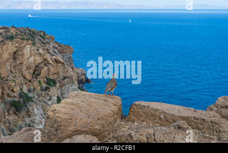 Ein rebhuhn mit dem Ozean als Hintergrund, in Kap Sounion, Griechenland. Stockfoto